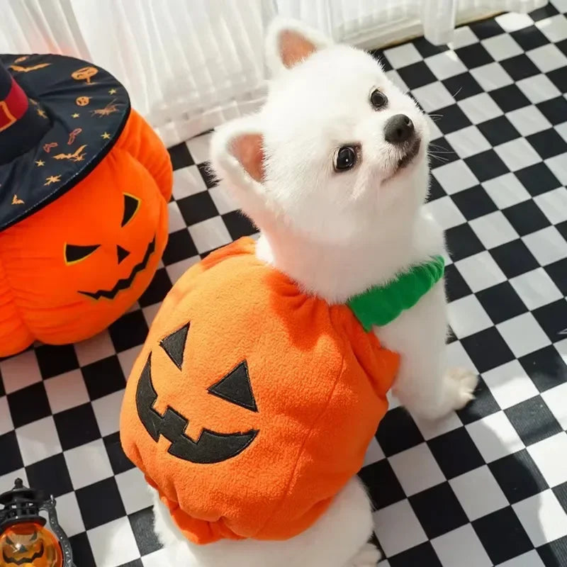 Petit spitz blanc portant le costume citrouille et son chapeau de sorcière
