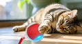 Chat tigré allongé sur le parquet, patte posée sur la balle roulante rouge dont la LED bleue est allumée