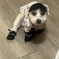 Petit chien blanc portant les quatre bottes de pluie noires sur un parquet