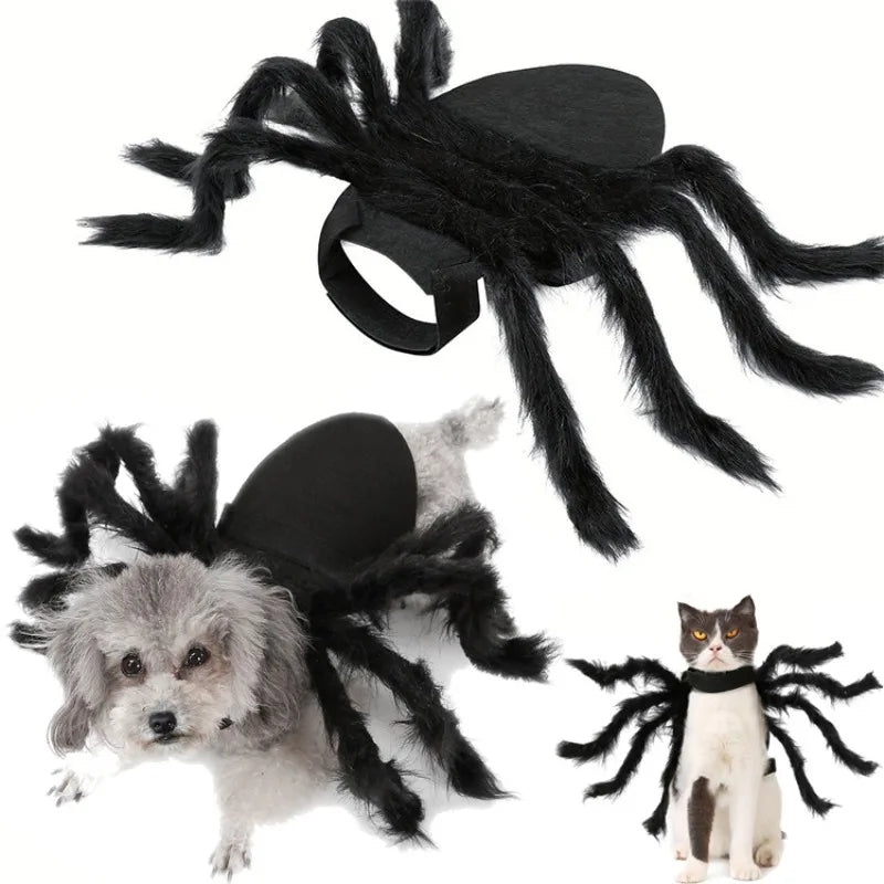 Un petit chien et un chat portant chacun le costume d'araignée noire