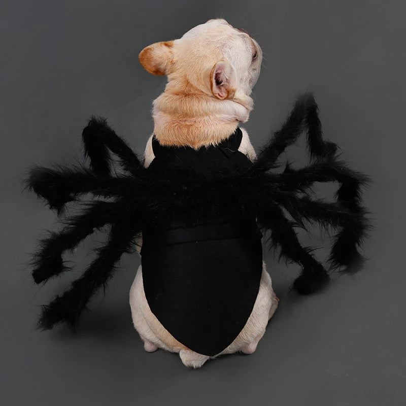 Chien crème portant le costume d'araignée, gilet visible sur le dos
