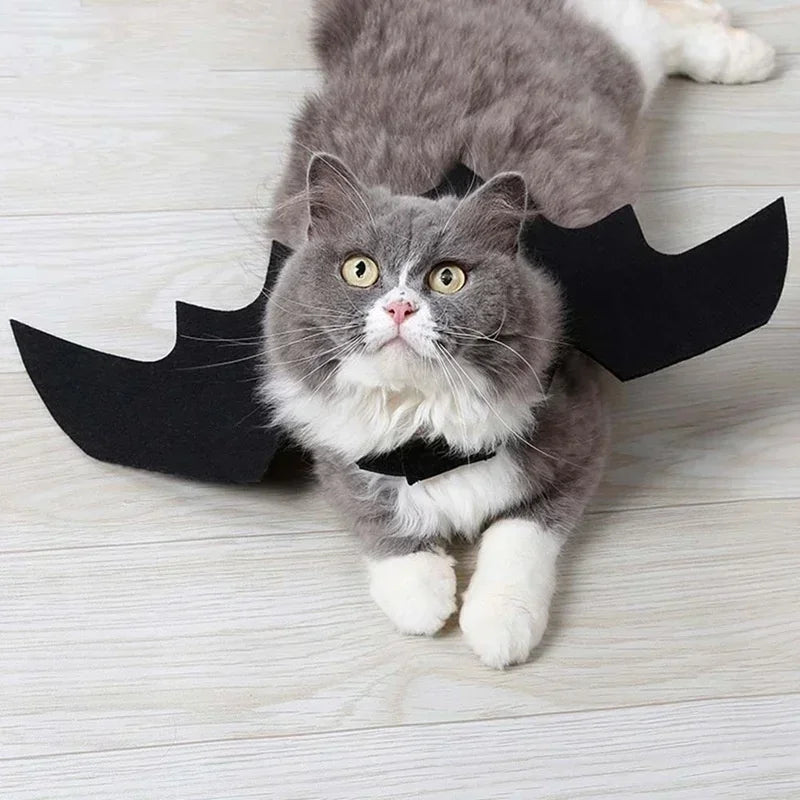Chat en ailes de chauve-souris, de profil