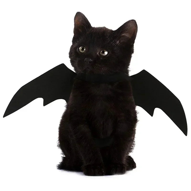 Les ailes de chauve-souris posées à plat avec leur sangle