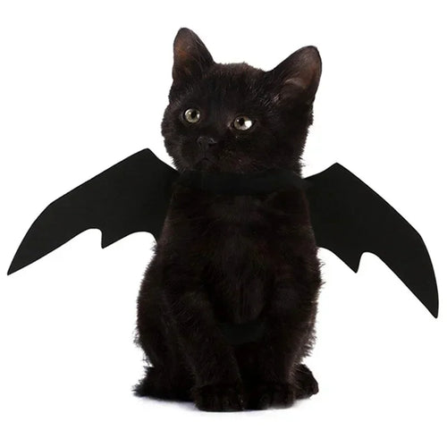 Les ailes de chauve-souris posées à plat avec leur sangle
