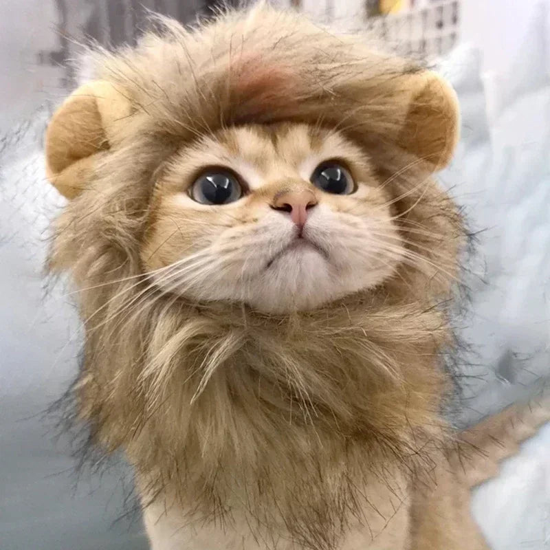 Détail du velours de la crinière de lion