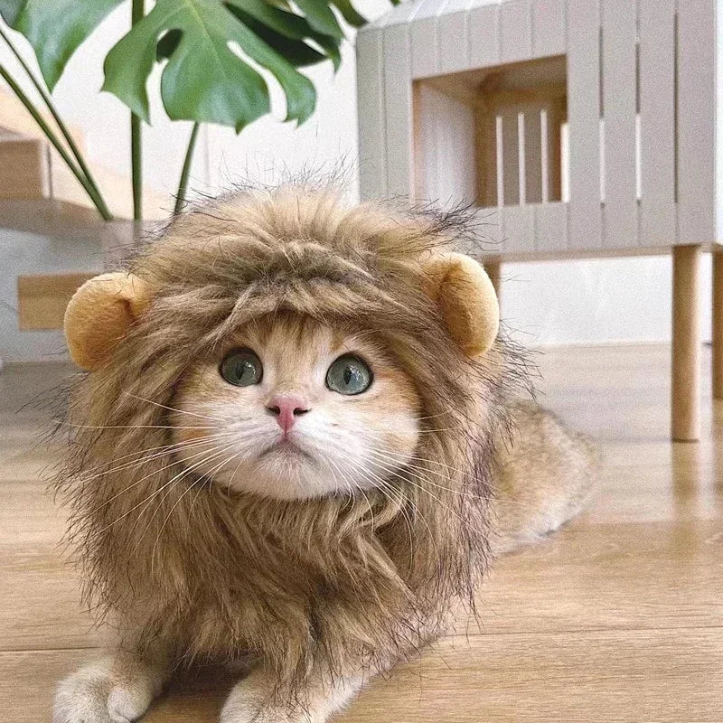 Chaton roux portant la crinière de lion fauve, allongé sur le parquet