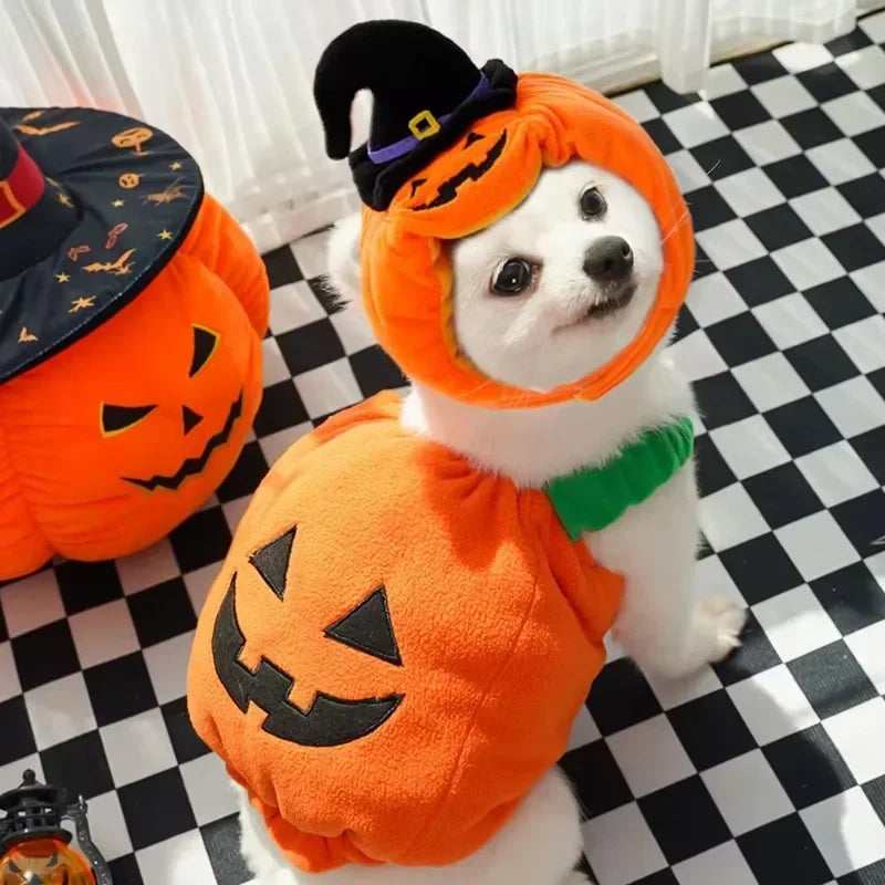 Chien blanc en costume citrouille et chapeau de sorcière, sur un carrelage noir et blanc