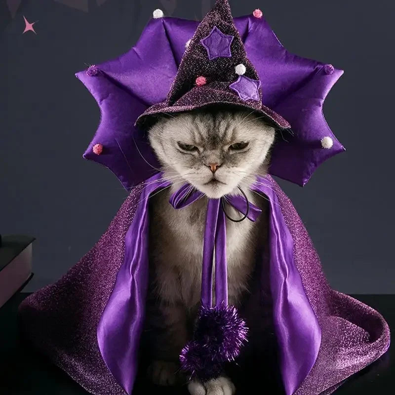Chat portant la cape et le chapeau de sorcière, vue de face