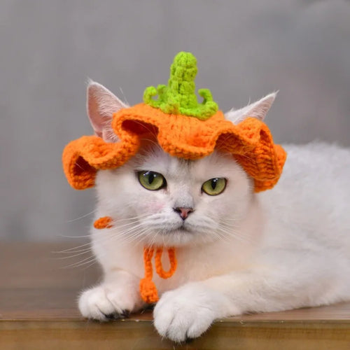 Le chapeau citrouille au crochet vu de face sur un chat