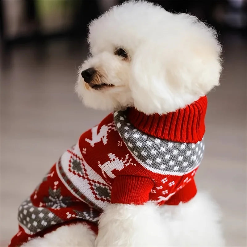 Petit chien blanc portant le pull rouge, col roulé visible