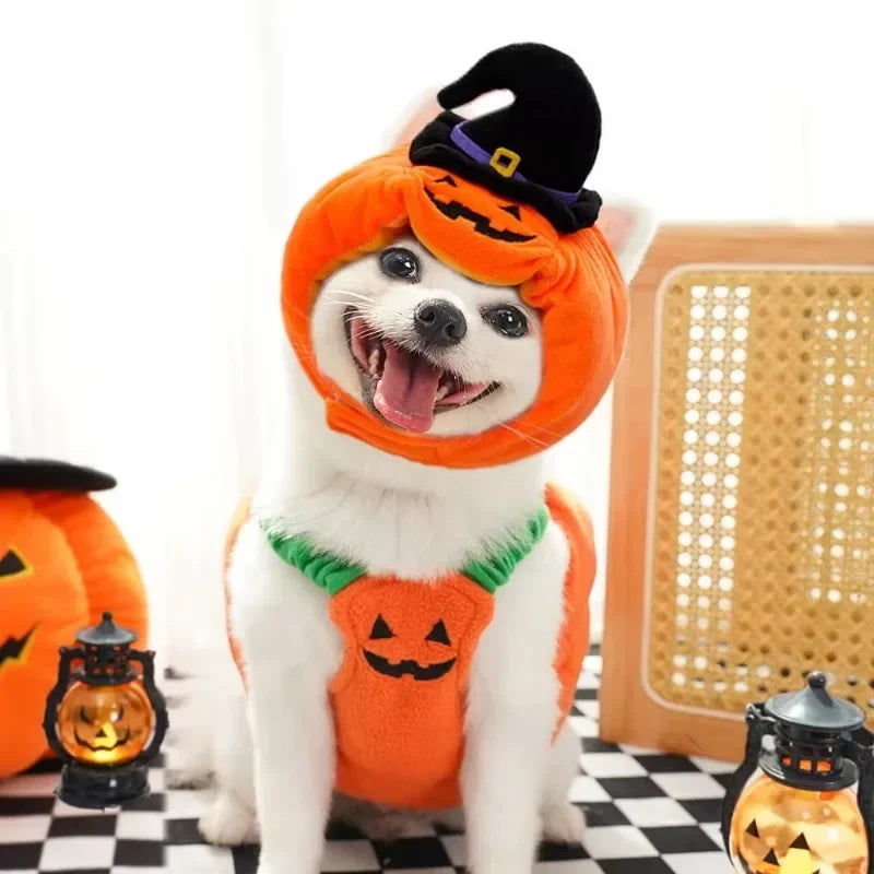 Chien portant le costume citrouille orange et son chapeau de sorcière