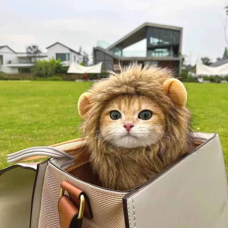Chat en crinière de lion, coloris noir