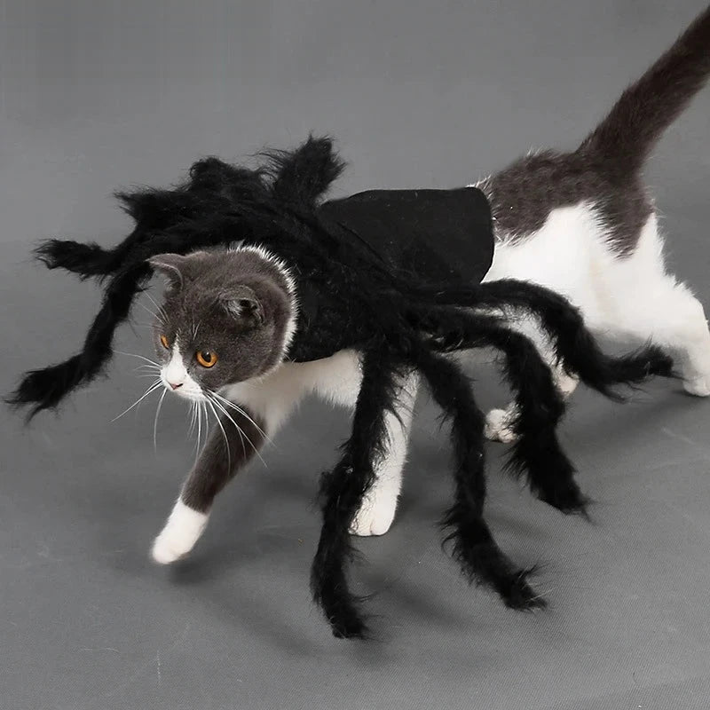 Chat gris et blanc portant un costume d'araignée noire à huit pattes