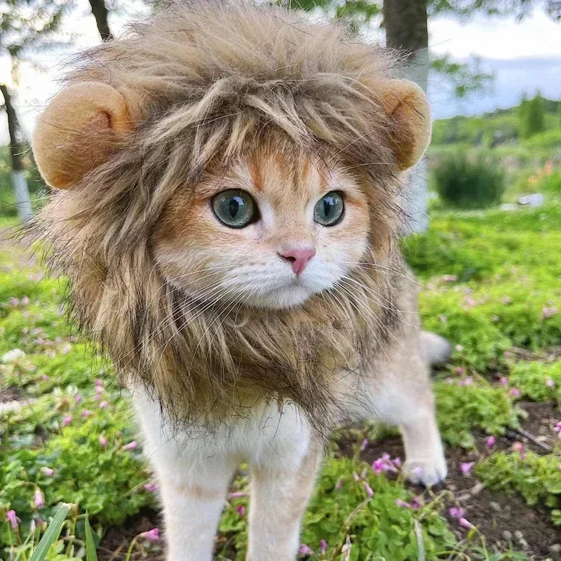 Crinière de lion pour chat vue de face