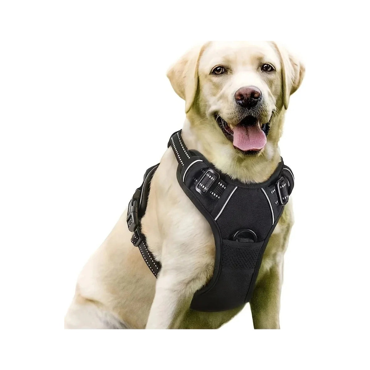 Labrador portant le harnais anti-traction noir Araneis, clip frontal et poignée dorsale